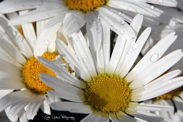 ♥ White & Yellow ♥