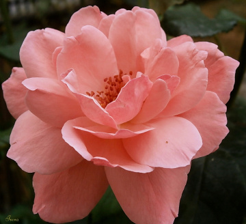 pure pink