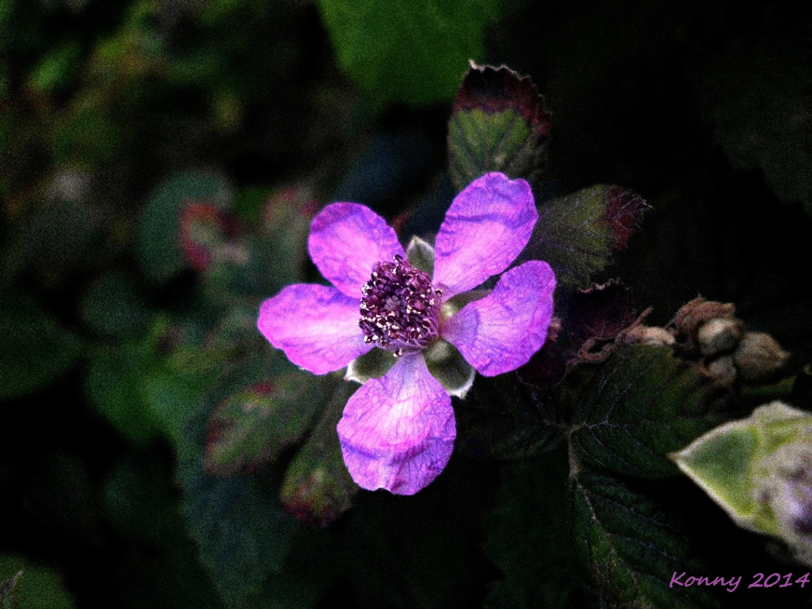 Brombeerblüte