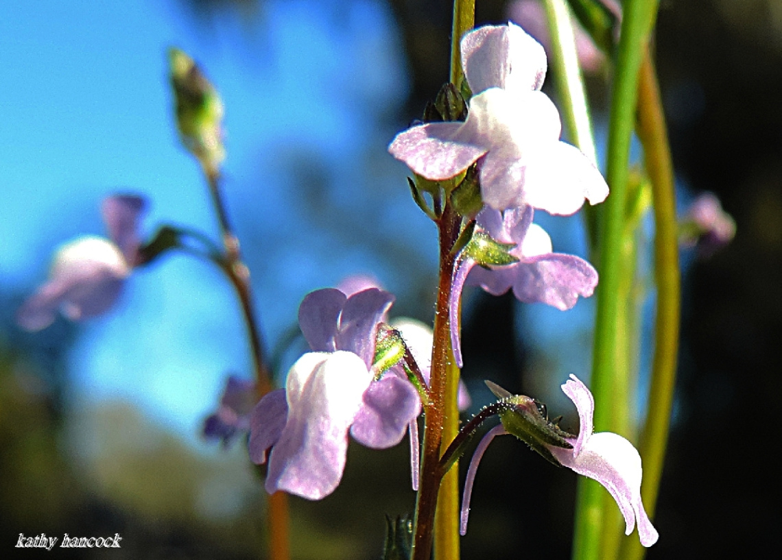 Wildflowers