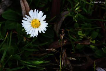 Daisy