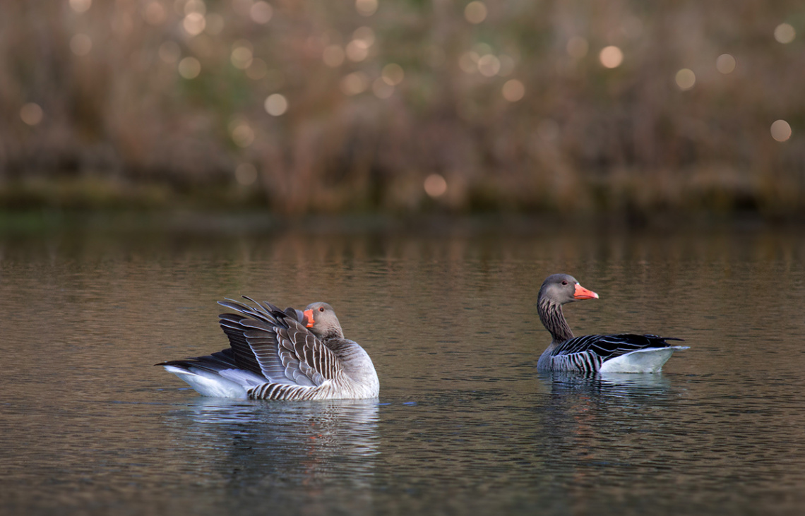 Wild Geese Spring Cleaning