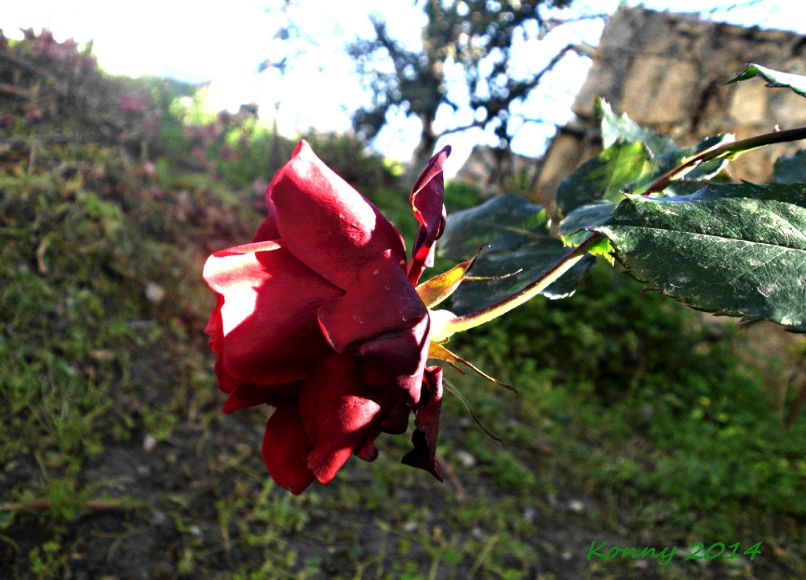 rose & morningsun