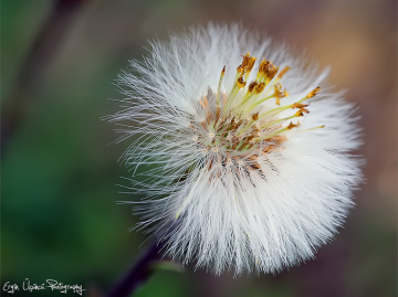 Taraxacum