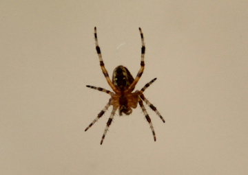 Spider chap
