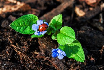Ladybug in March 2014