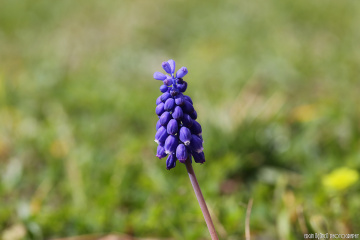 Muscari - Arap sümbülü