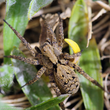 Spider Girl :)