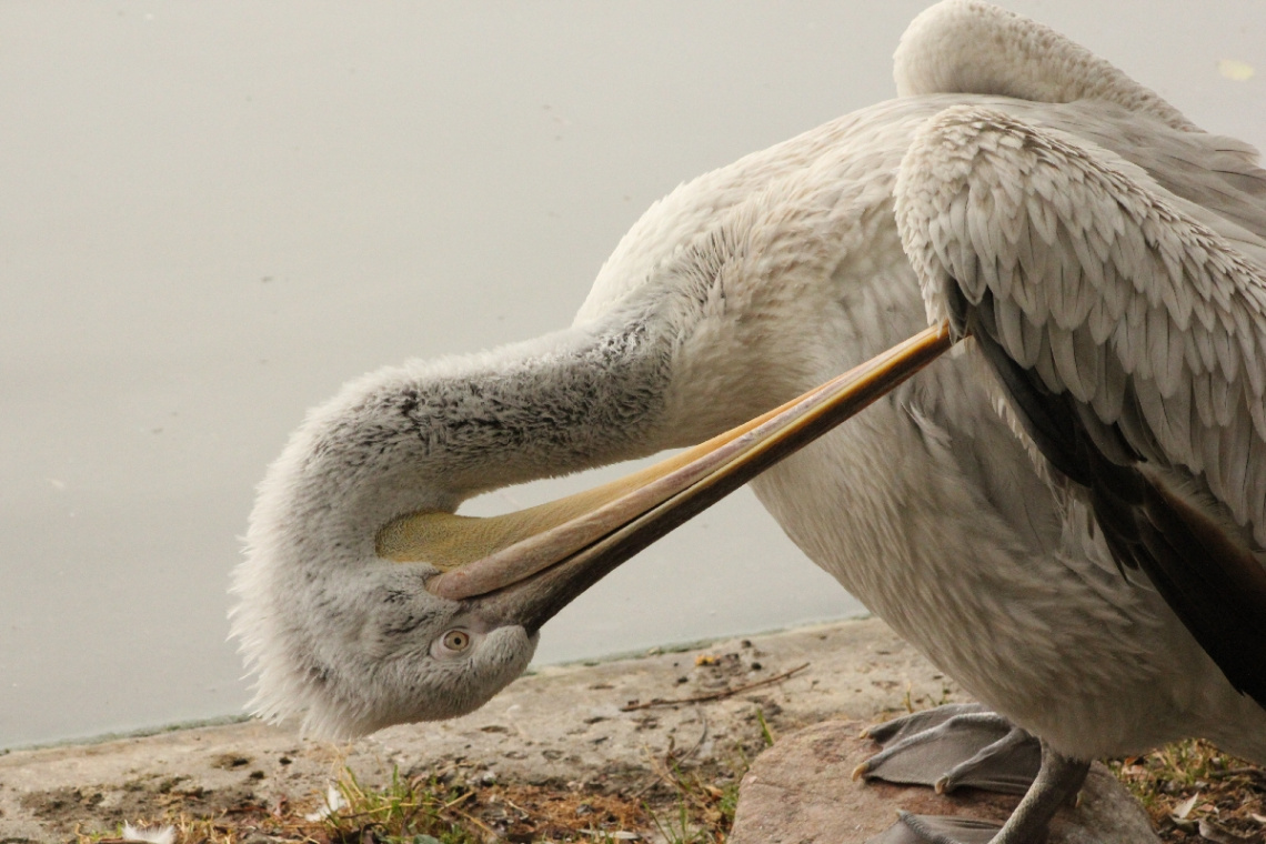 Love Birds !