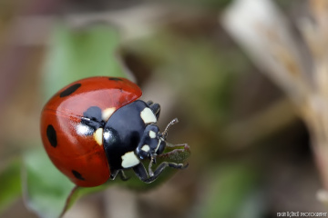 Ladybird