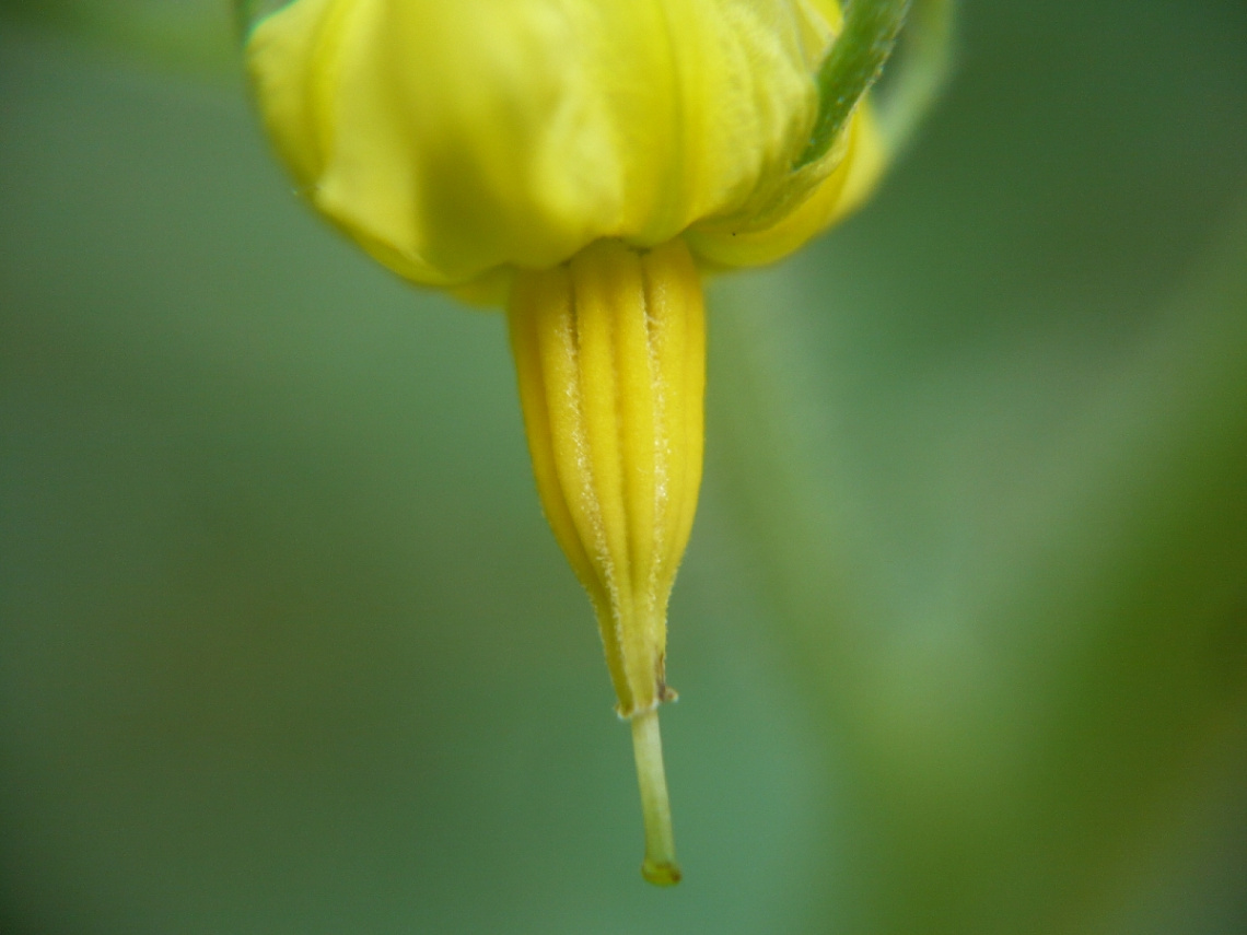 tomato flower