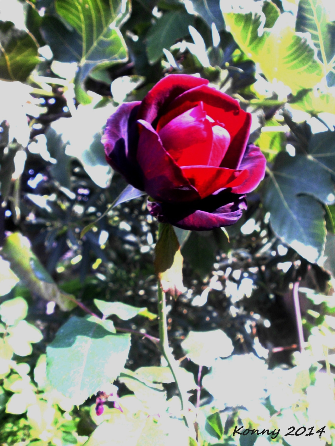 RED ROSE