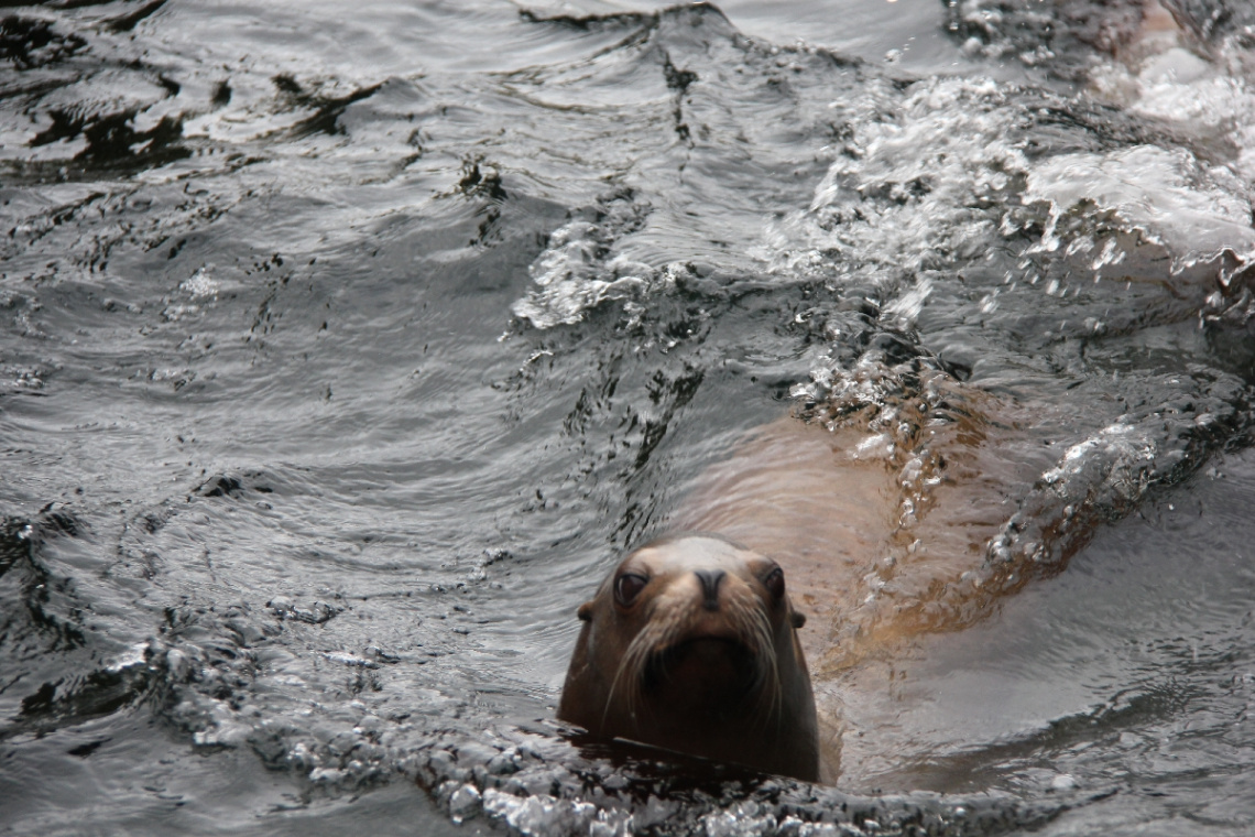 Happy In The Water