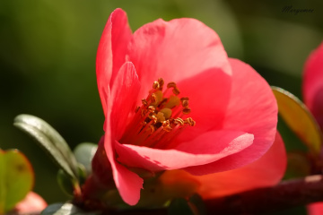 Pinky