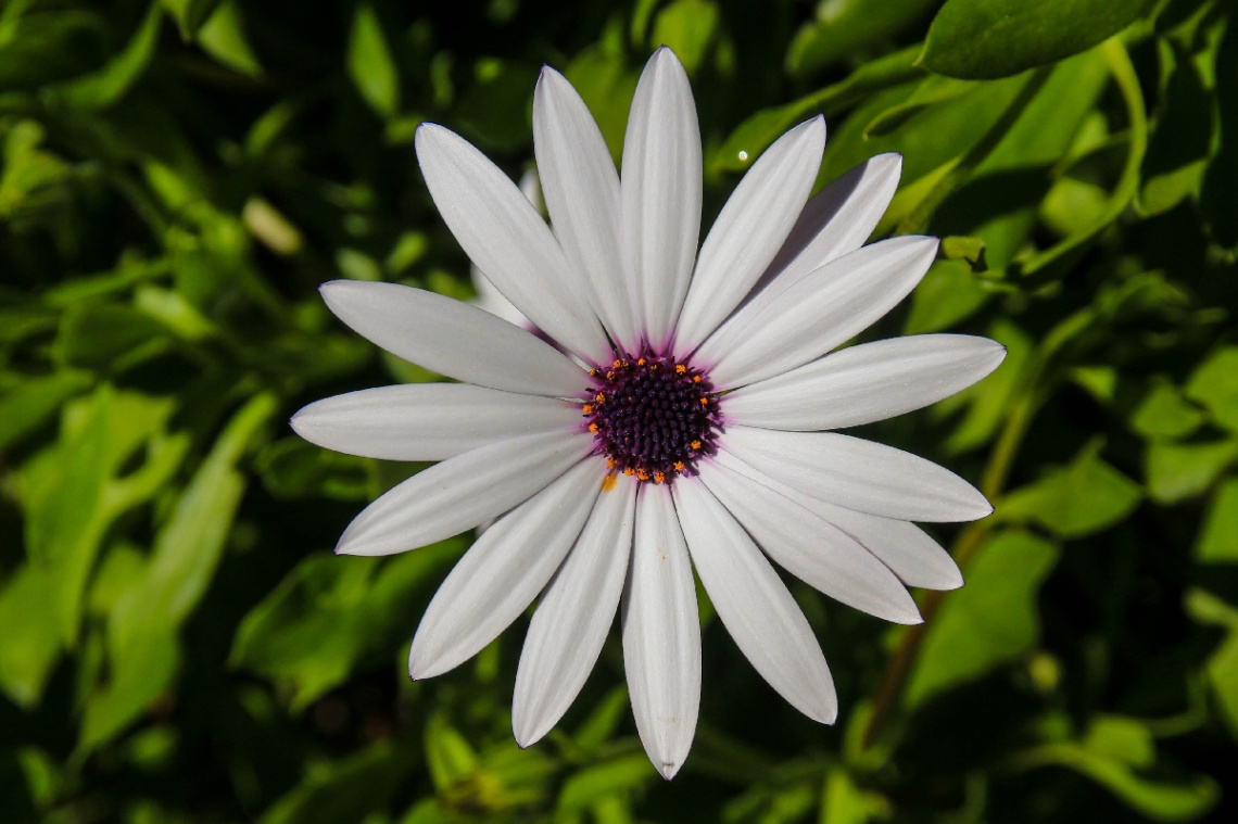 white and violet