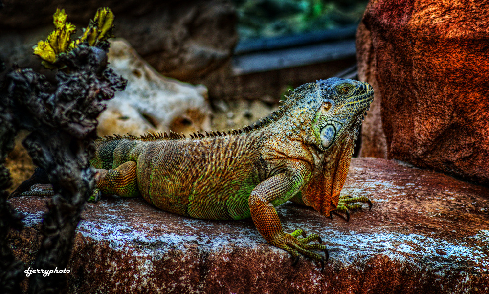 Iguana