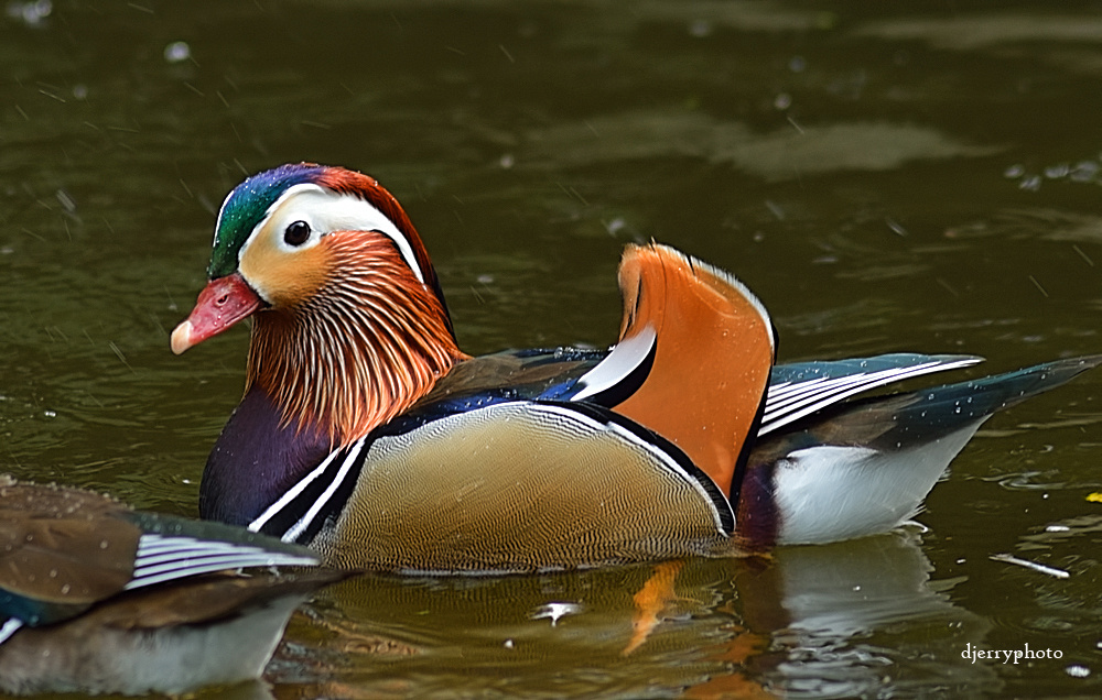 Mandarin duck