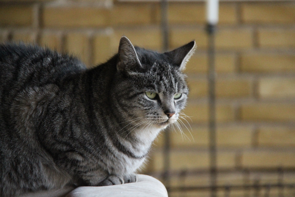 Mitzi