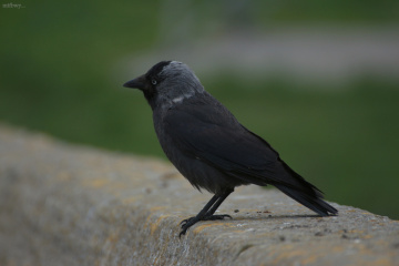 The Karga II