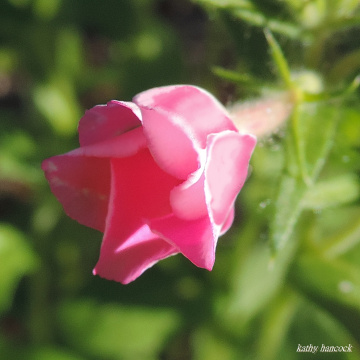 Wildflower Bud