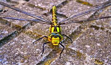 dragonfly