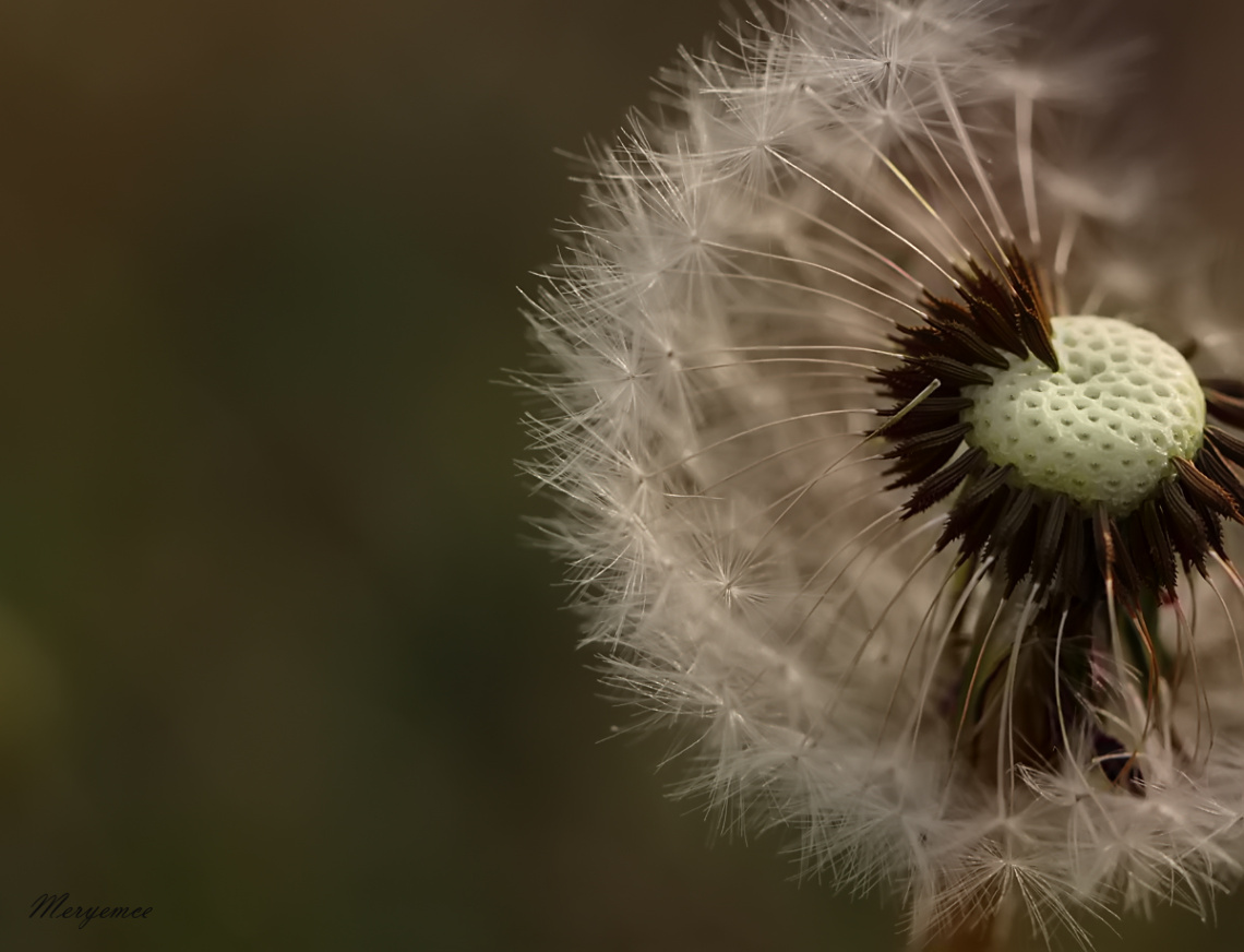 Fly away dandelion