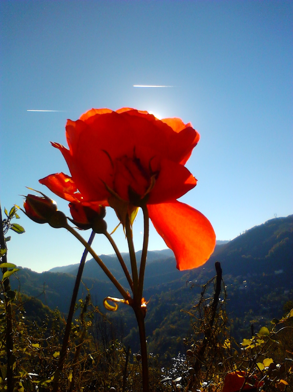 ilk fotoğrafım gül olsun dedim