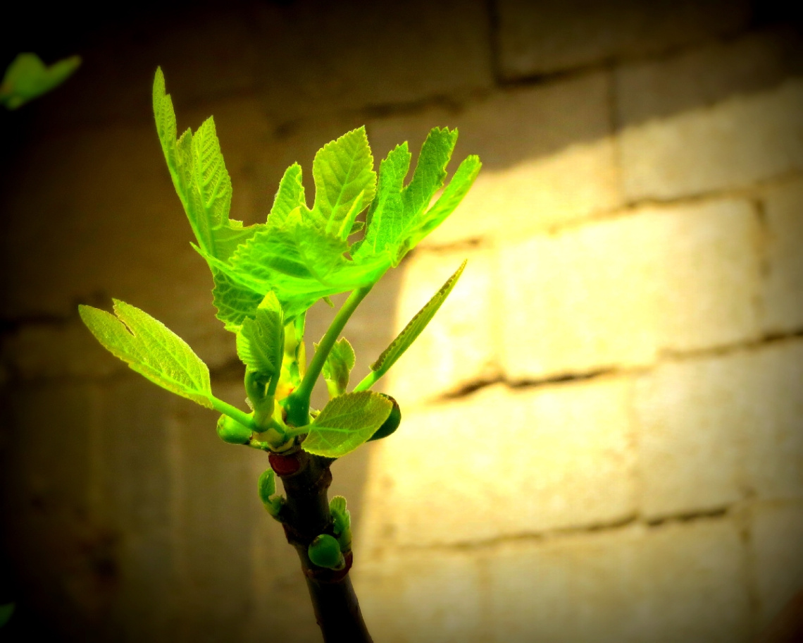 (figs began to be)