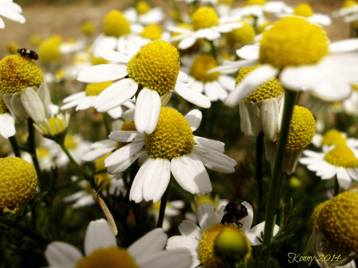 springtime feelings