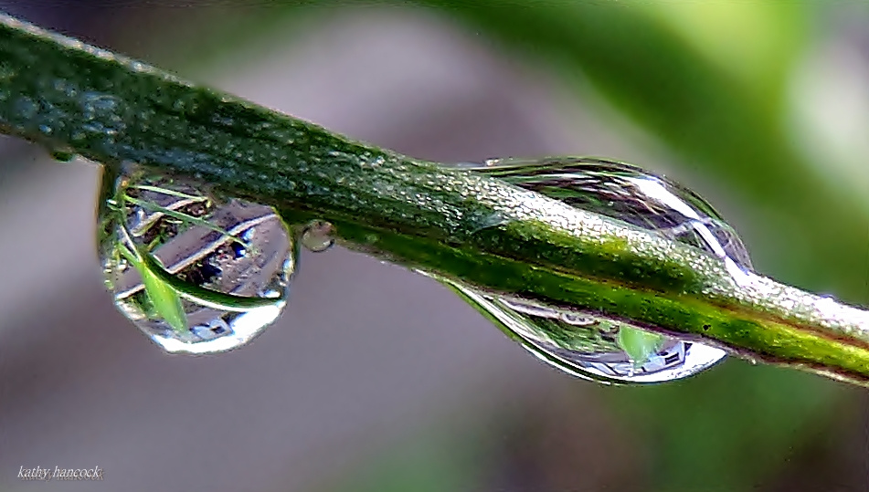 Dew Drops Refracting
