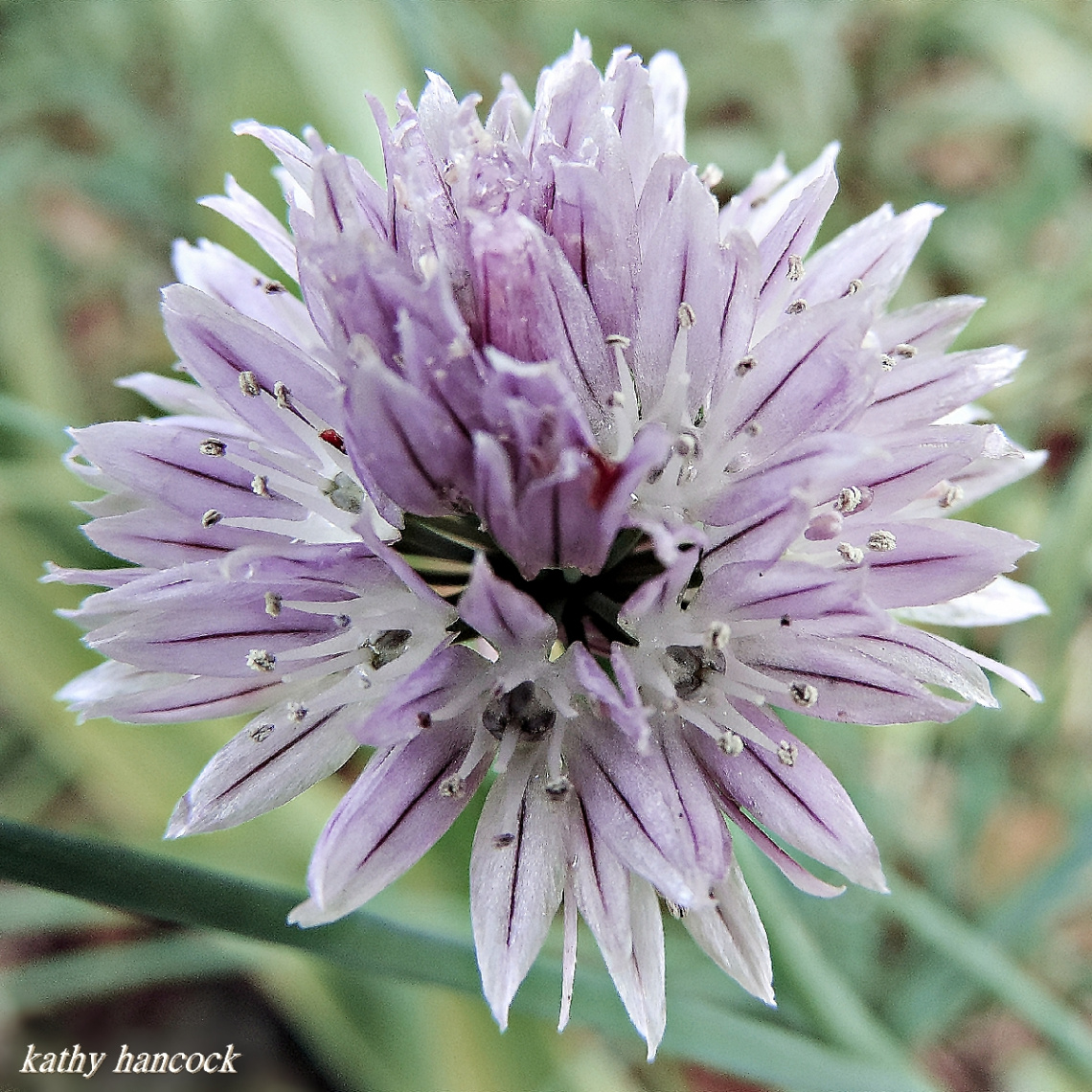 Chives