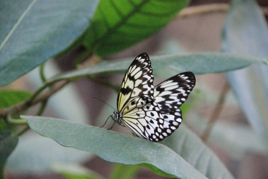 Flying Friend