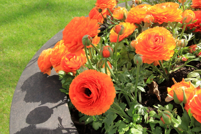Flowers In Tivoli