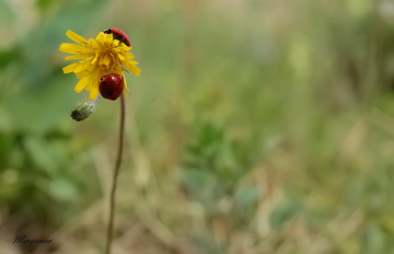 Ladybugs