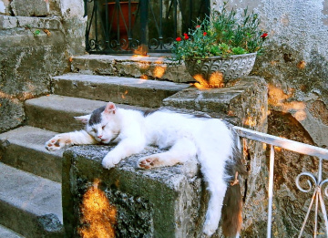 The sleeping cat