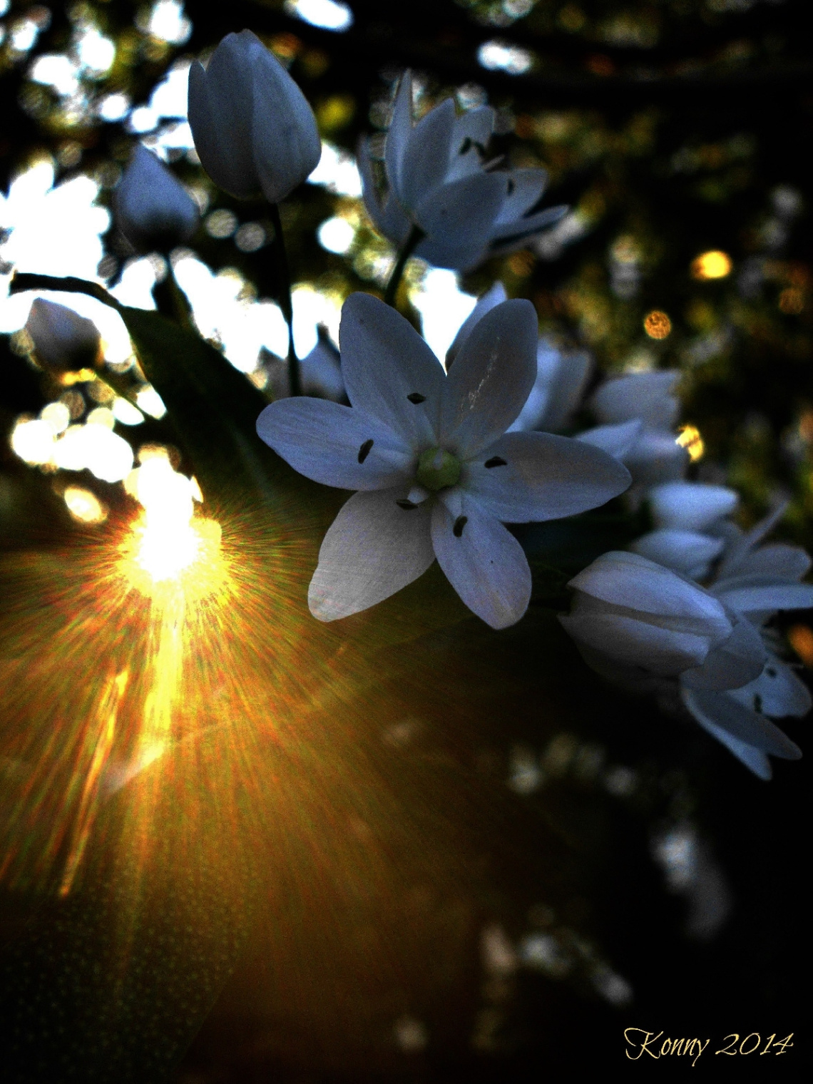 sun & white flower
