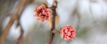 Edge Of Spring
