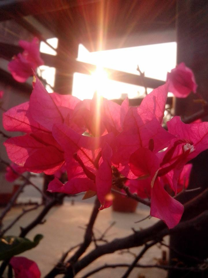 夕陽的光環