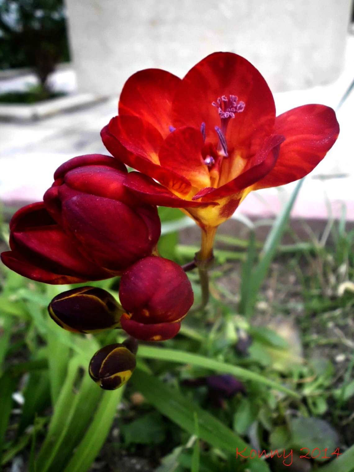 just beauty
