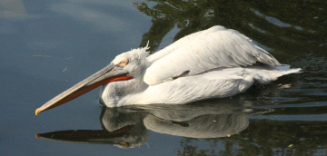 Love Birds