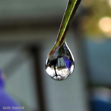 Refraction on Spiderwort