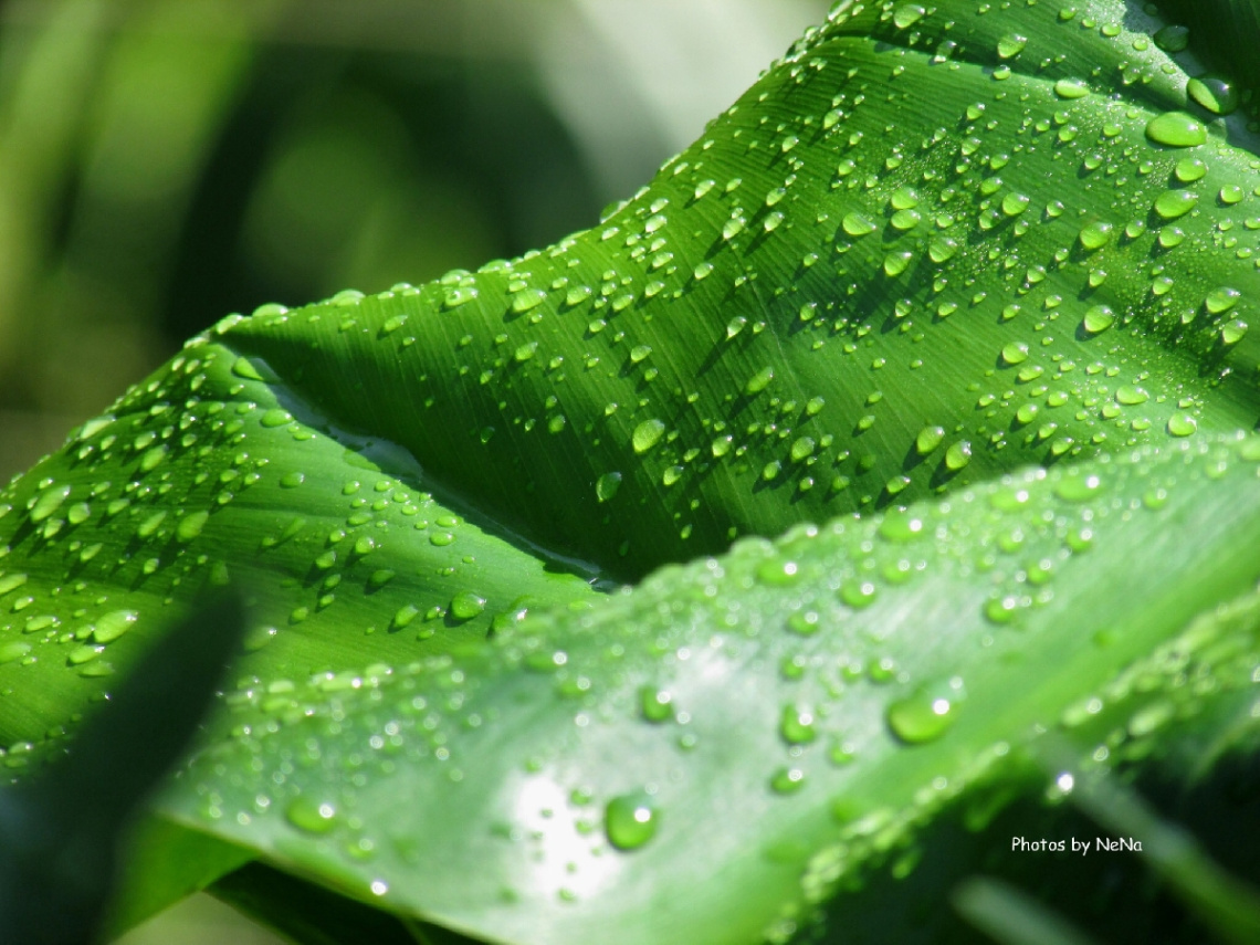 rain