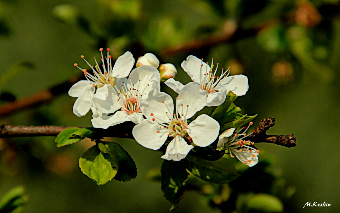 Bahar