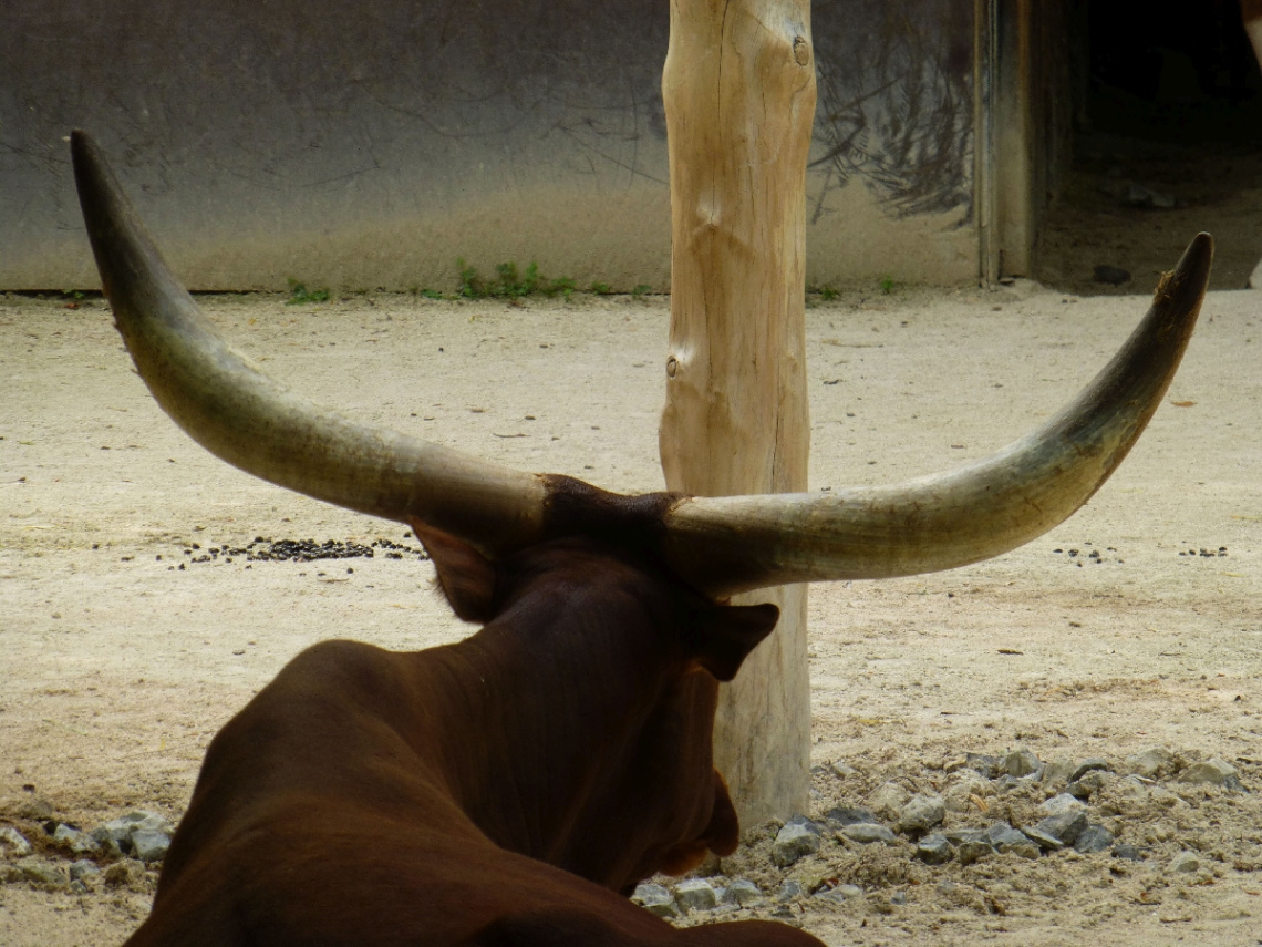 Watussi-Rind, Zoo Karlsruhe/Germany