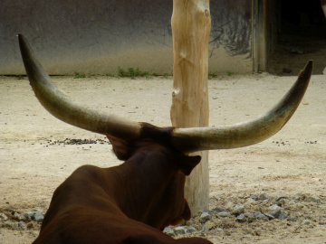 Watussi-Rind, Zoo Karlsruhe/Germany