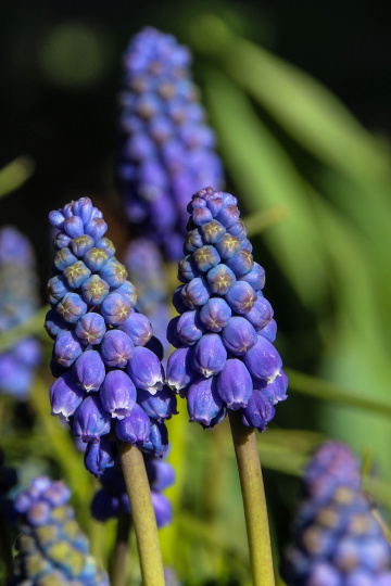 blue flowers