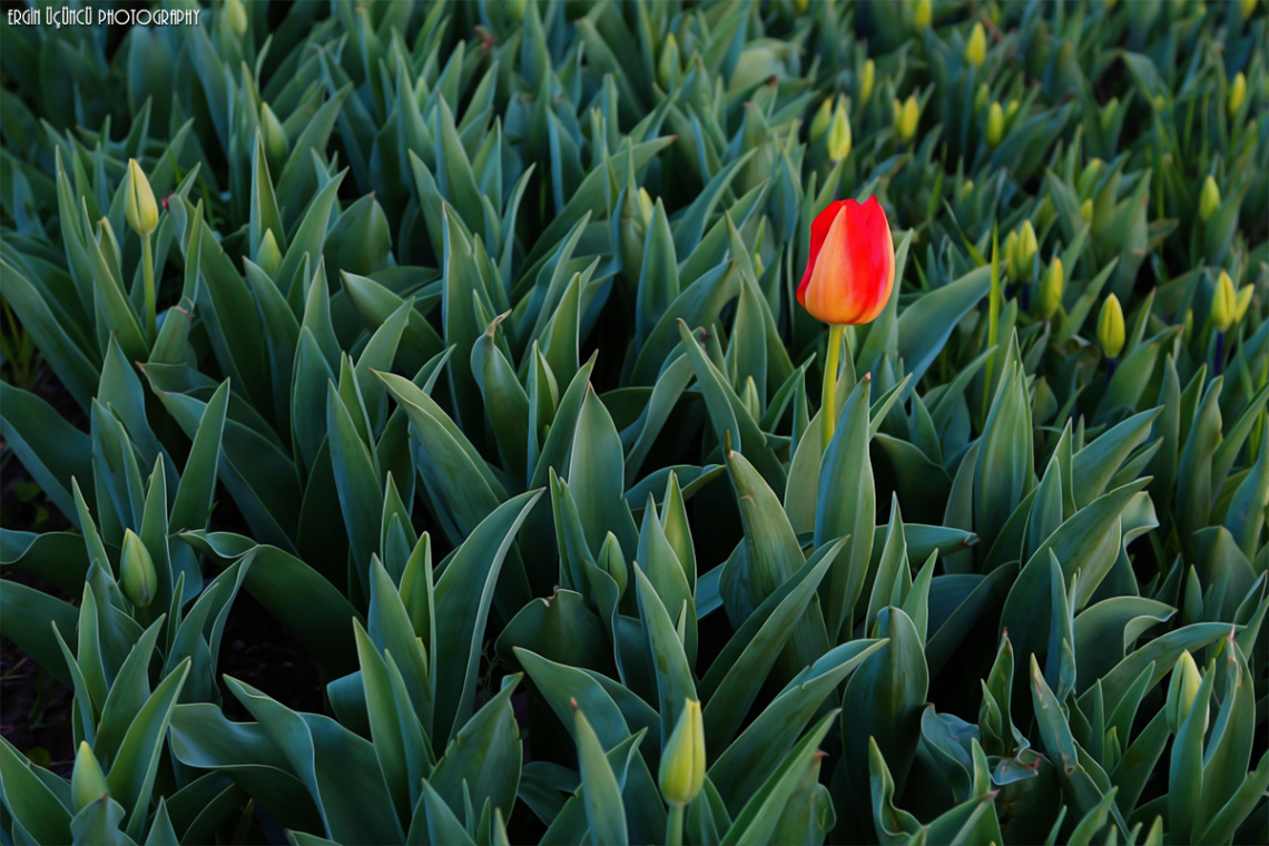 Impatient tulips