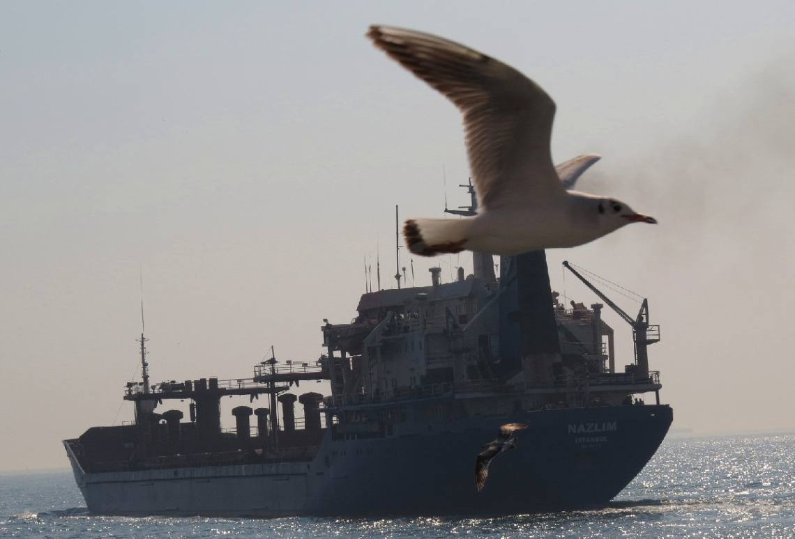seagull.3