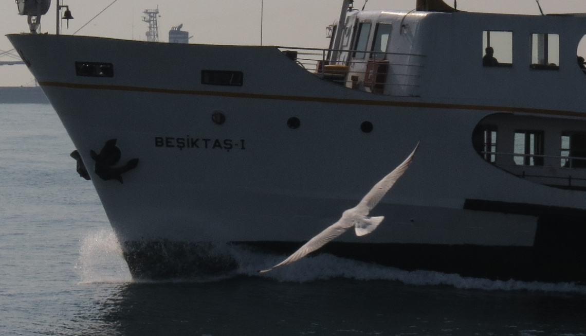 seagull.2