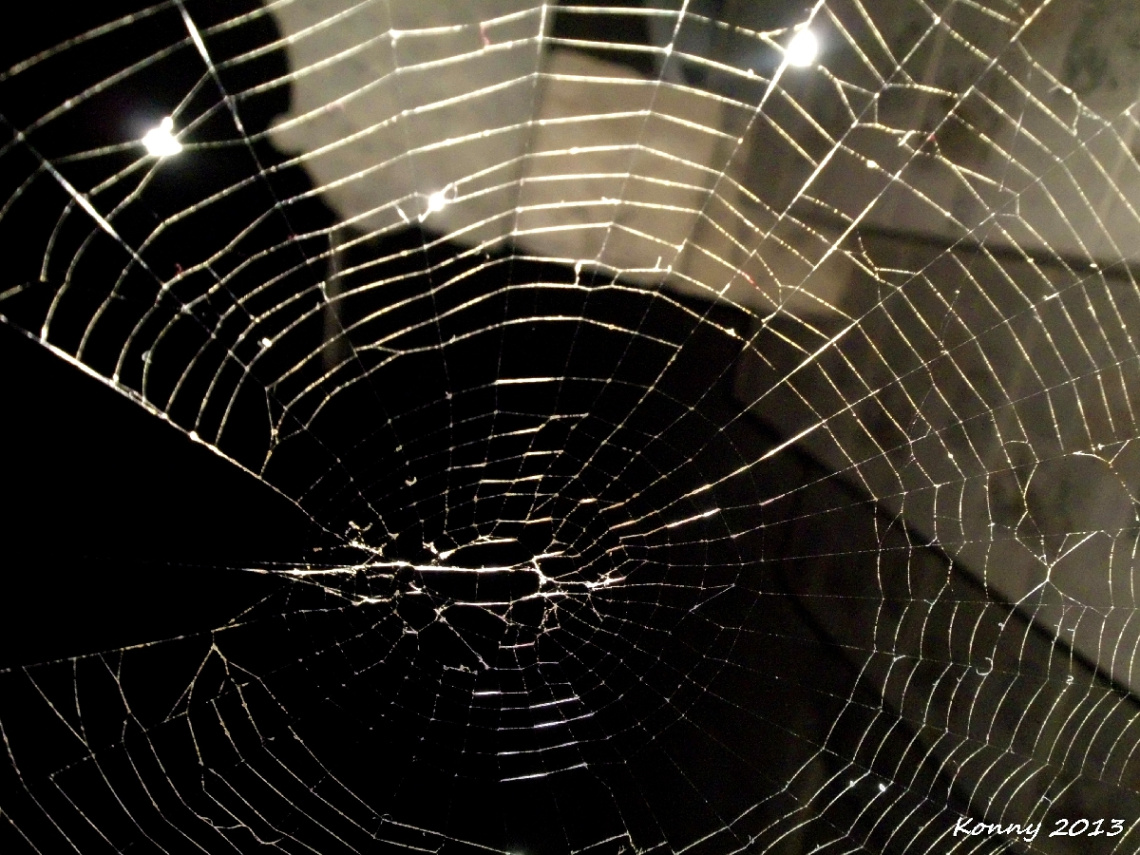 spider web